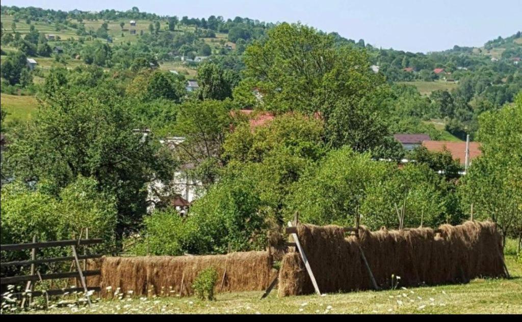 Pensiunea Trei Lalele Moisei Esterno foto